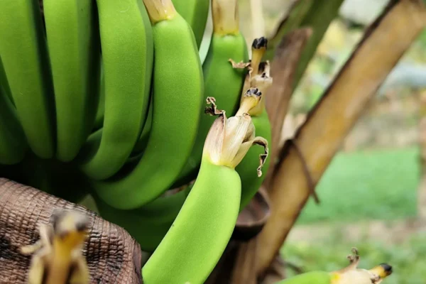 Banana Piercing : tout savoir sur ce bijou culte pour le nombril