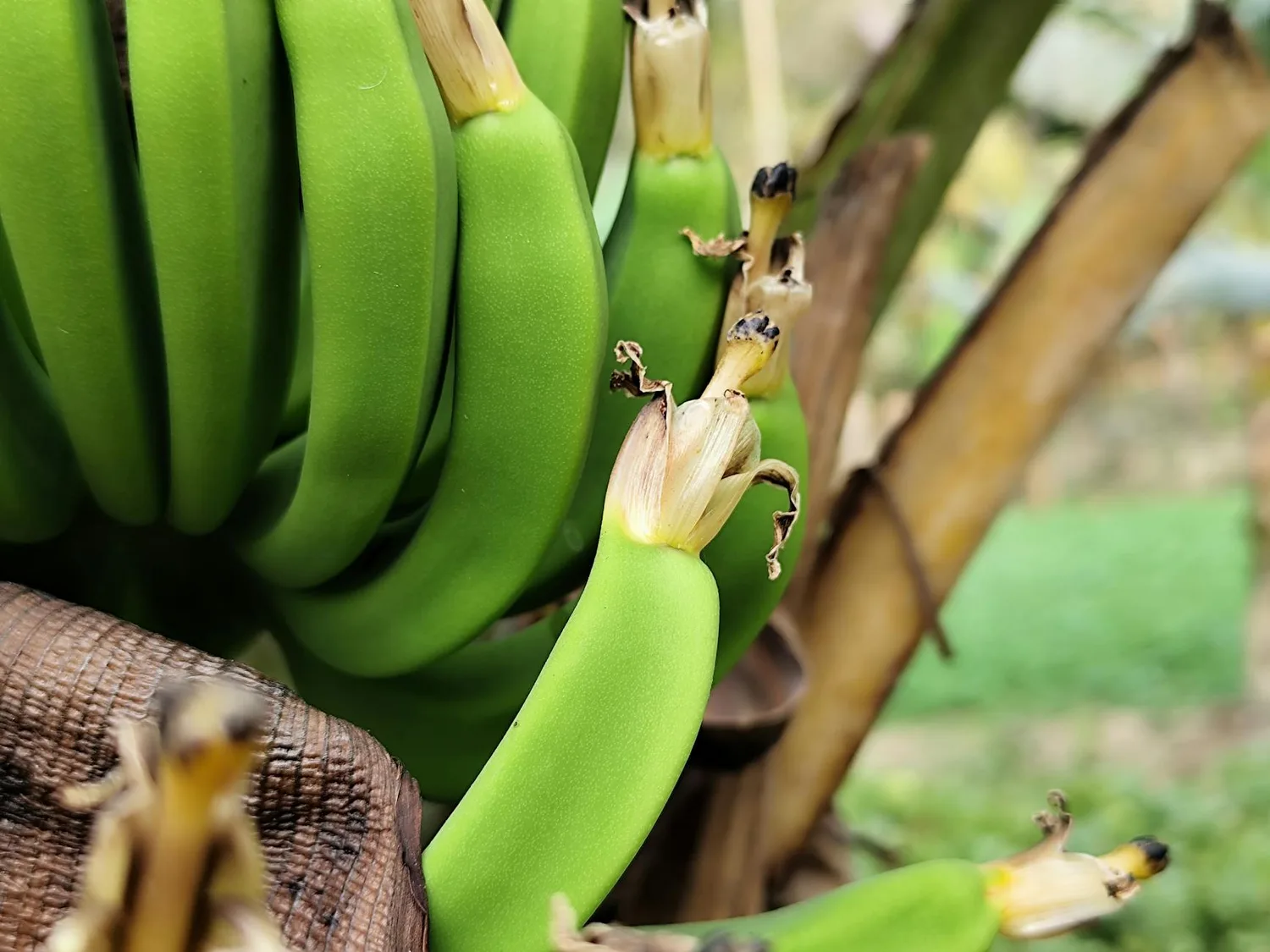 Banana Piercing : tout savoir sur ce bijou culte pour le nombril